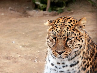 Leopard in the zoo aviary.