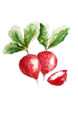 Watercolor drawing of a radish isolated on the white background. Illustration of radishes the ground.