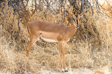 gravel road in Etosha national park, Namibia