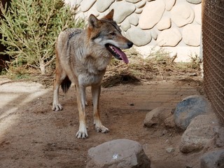 Wolf in the aviary of the zoo behind the cage.
