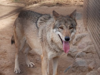 Wolf in the aviary of the zoo behind the cage.