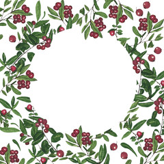 Lingonberry or cowberry round frame on white background. Watercolor hand drawing illustration of red bilberry or foxberry. Perfect for cards, medical herb design, botanical decoration.