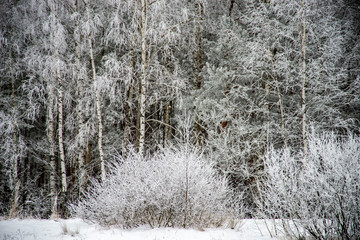 forest in winter