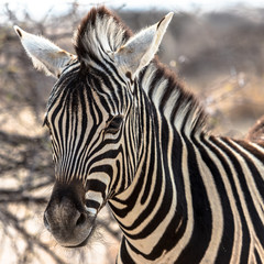 Fototapeta na wymiar Portrait of a zebra, Etosha national park, Namibia