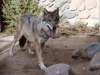 Wolf in the aviary of the zoo behind the cage.