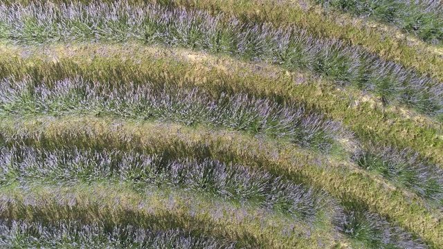beautiful lavender flowers from above in koroshegy