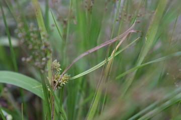 dew on grass