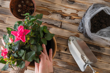 Woman's hands transplanting rose flower plant a into a new pot with iron shovel, soil on the wooden plank table. Home gardening relocating houseplant. Flat lay.