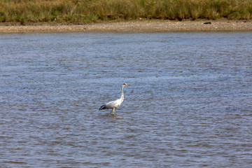 Po river (FE),  Italy - April 30, 2017: A typical water heron bird near Po river, Delta Regional Park, Emilia Romagna, Italy
