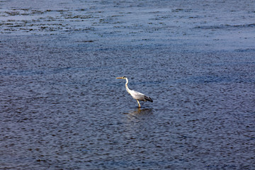 Po river (FE),  Italy - April 30, 2017: A typical water heron bird near Po river, Delta Regional Park, Emilia Romagna, Italy