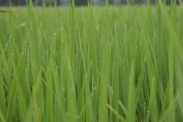 green grass with water drops
