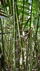 spiky palm- Plectocomia elongata, at Bako Nationalpark, Borneo, Malaysia