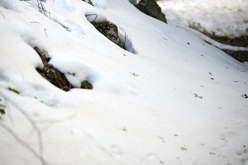 Nieve en medio del bosque