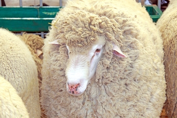 Beautiful lamb on the farm