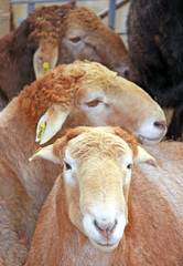 Beautiful lamb on the farm