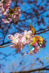 Sakura. Cherry blossoms on a blue sky background. Vertical