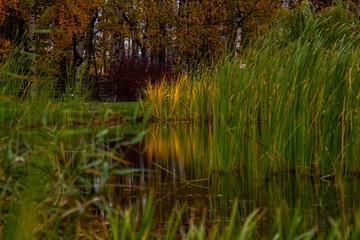 autumn, track, tree, leaves, walk