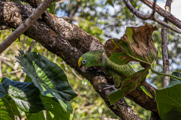 Obraz premium Yellow-crowned parrot (Amazona ochrocephala) sits on a tree in the jungle
