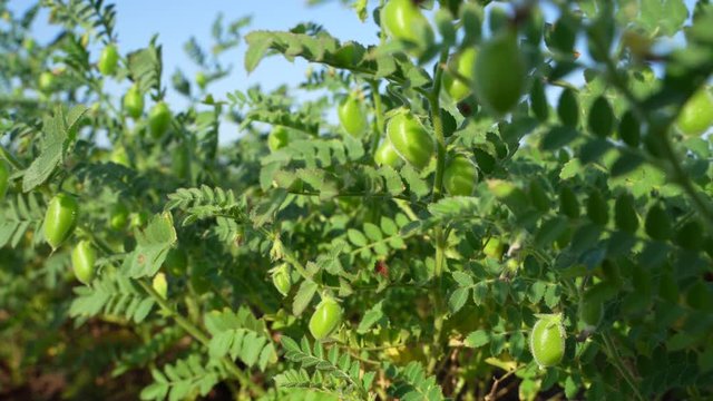 Close up view of green chickpea field in India  
