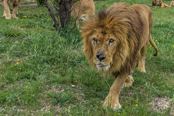 The big lion goes right at you © DmitriiK