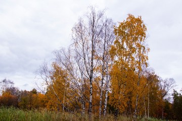 Fototapeta premium autumn, track, tree, leaves, walk