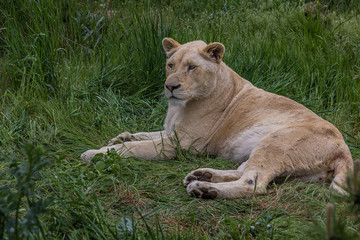 Lioness lies on the grass and looks forward.