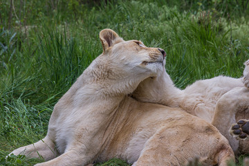 Two lionesses lie on the grass and caress each other © DmitriiK