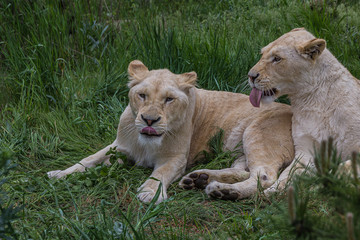 Two lionesses lie on the grass and caress each other