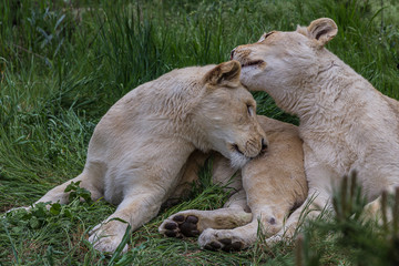 Two lionesses lie on the grass and caress each other © DmitriiK