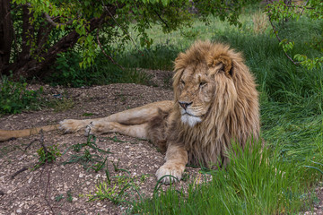 Big mighty lion resting under a tree