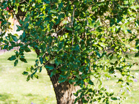 Steineiche  (Quercus ilex), ein pr&auml;chtiger und malerische Baum von typisches Mittelmeerlandschaft auch kultiviert im Park und Botanischen Garten