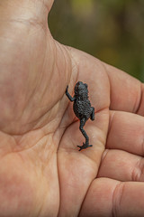 Oreophrynella quelchii, commonly known as the Roraima black frog or Roraima bush toad, is a species of toad in the family Bufonidae.