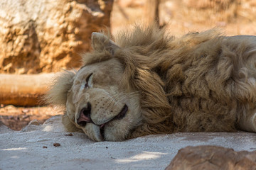 The big lion lies in the sand and sleeps