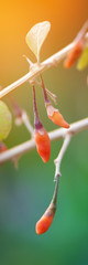 Goji berry growing in the garden, close up. Vertical banner