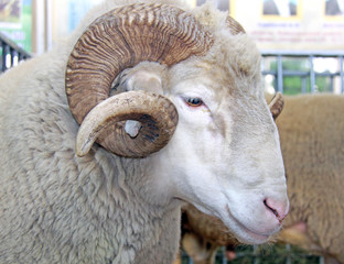 Beautiful lamb on the farm