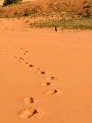 Sandstone desert at Coral Pink Sand Dunes State Park