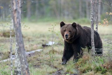 Obraz na płótnie Canvas European brown bear (Ursus arctos)