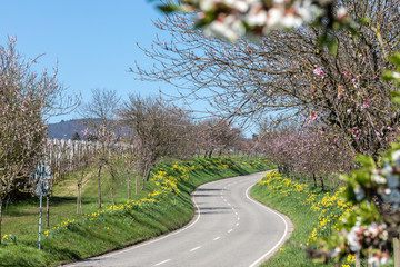 Fototapeta Landstrasse mit Mandelblüte und Osterglocken in der Pfalz obraz