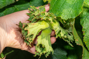 Hazelnut garden. Hazelnuts in a green shell on the branches in the hand. Fruits and flowers