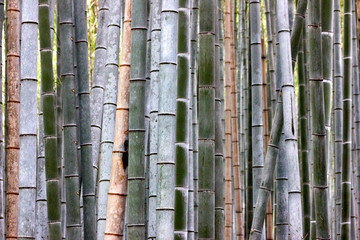 bamboo forest background on cloudy day