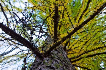 autumn, track, tree, leaves, walk