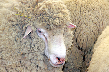 Beautiful lamb on the farm