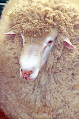 Beautiful lamb on the farm