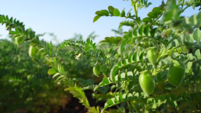 Close up view of green chickpea field in India  
