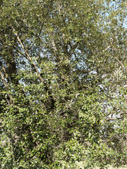 Fototapeta na wymiar Steineiche oder Grün-Eiche (Quercus ilex) mit silberweiß, blass gelb und dunkelgrün Laubblätter, auf der Unterseite behaart 
