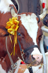 Beautiful cow on the farm