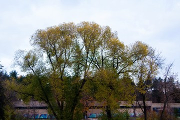 autumn, track, tree, leaves, walk