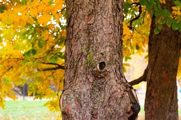 autumn, track, tree, leaves, walk