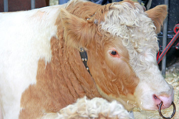 Beautiful cow on the farm