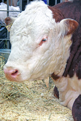 Beautiful cow on the farm